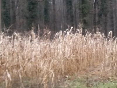 Na nekim parcelama u županjskoj Posavini kukuruzi neobrani