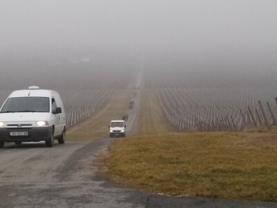 Unatoč magli, u vinograde se došlo Unatoč magli, u vinograde se došlo