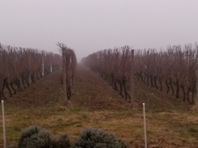Vinogradi spremni za rezidbu Vinogradi spremni za rezidbu