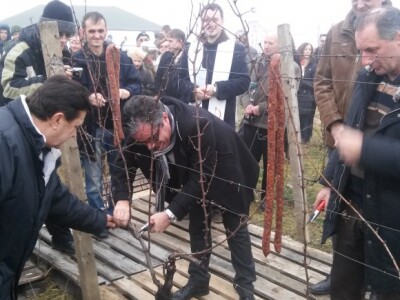 Kumovi u orezivanju trsa Kumovi u orezivanju trsa