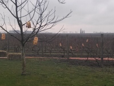 Pereci su visili posvuda