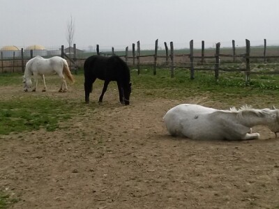 Dva bijelca i vranac