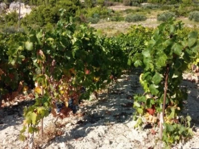 Hvarski vinogradi