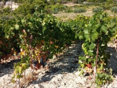 Hvarski vinogradi Hvarski vinogradi