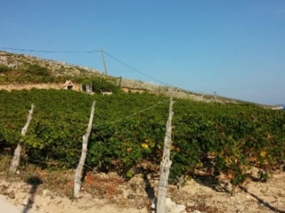 Hvarski vinograd