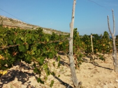 Vinograd u Zaraću Vinograd u Zaraću