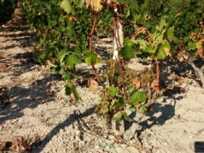 Vinograd u Zaraću