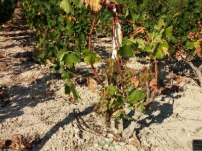 Vinograd u Zaraću Vinograd u Zaraću