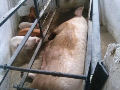 Prasci su ponovno u svinjcu Margićevih