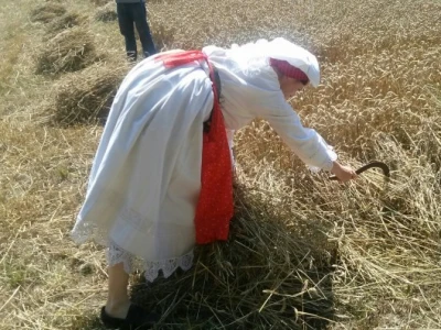 Mlada snaša srpom prikuplja pokošenu pšenicu