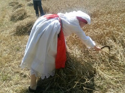 Mlada snaša srpom prikuplja pokošenu pšenicu