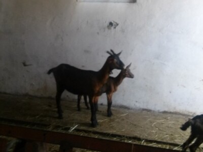 Ima li nade za koze?