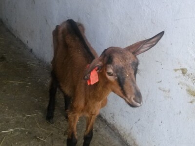 Ima li nade za koze?