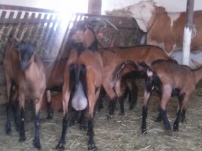 Novopridošle koze na imanju Breškićevih