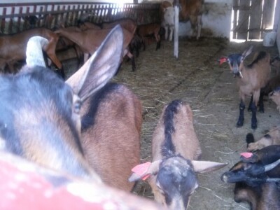 Raspoložene za fotografiranje