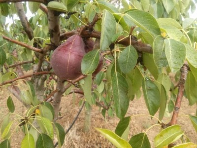 Kruška sorte starkrimson