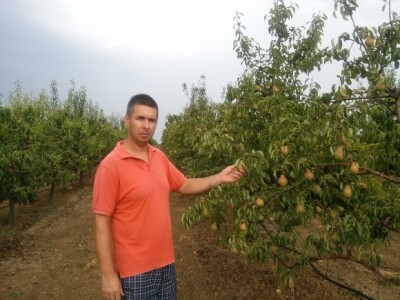 Dražen Balić u voćnjaku