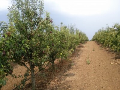 Voćnjak Dražena Balića