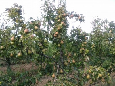 Viljamovka u punom rodu