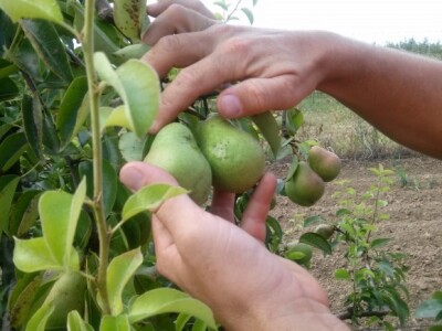 Kruške su dobro rodile