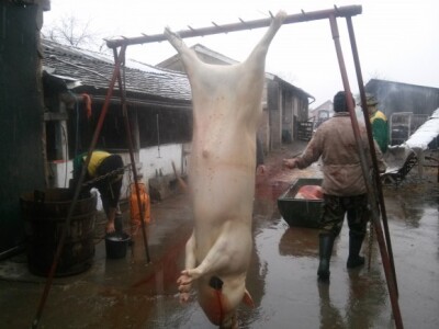 Svinjokolja kod Jakobovića u Vođincima