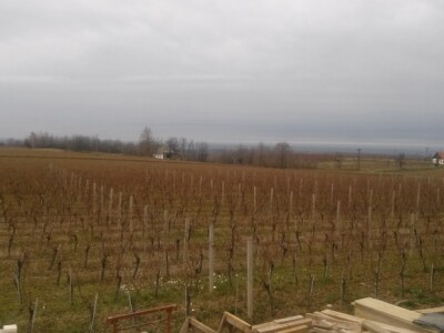 Pogled na vinograde u redu