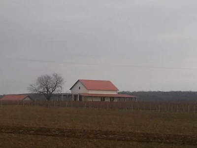 Imanje usred vinograda