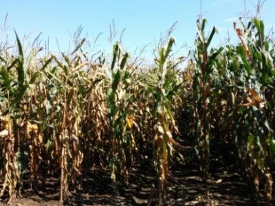 BC kukuruzi u Lovasu