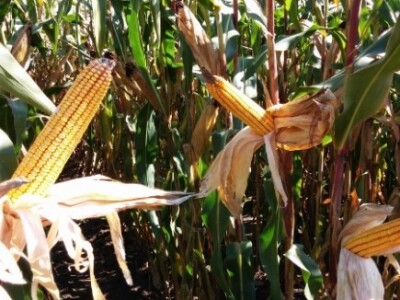 BC kukuruzi u Lovasu