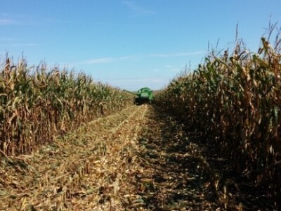 BC kukuruzi u Lovasu