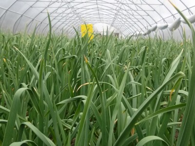 Ministar poljoprivrede Davor Romić u Slavoniji