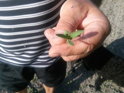 Tek iznikla konoplja