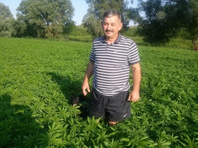 Ivo Kelić u mladoj konoplji