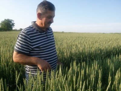 U stasaloj pšenici koja obećava bogat urod