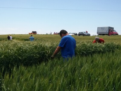 U razgledavanju sorata