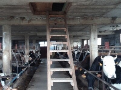 Krave su tradicija ovog kraja