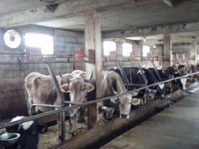 Mliječna proizvodnja