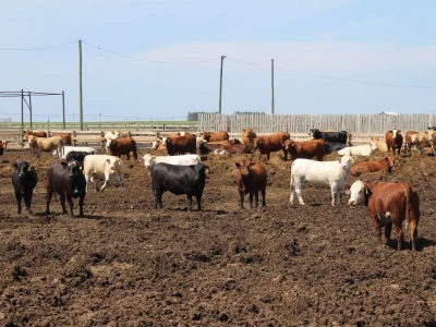 Canada Beef