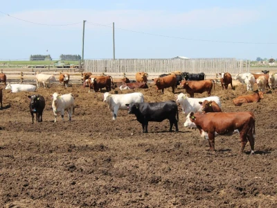 Canada Beef
