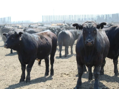 Canada Beef