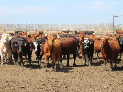 Canada Beef
