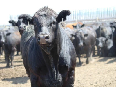 Canada Beef