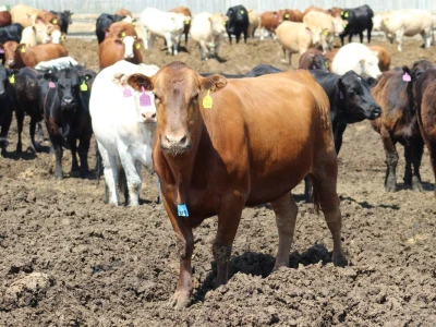 Canada Beef