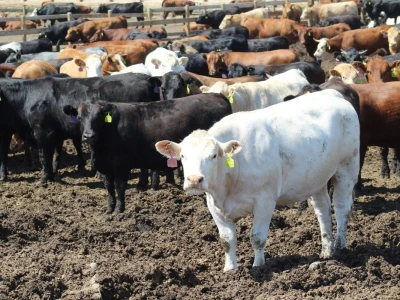 Canada Beef