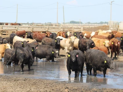 Canada Beef
