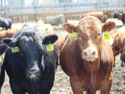 Canada Beef