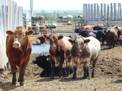 Canada Beef
