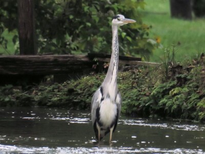 Promatranje ptica Promatranje ptica