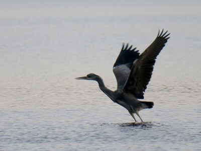 Promatranje ptica Promatranje ptica