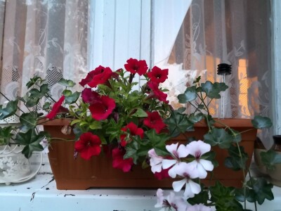 Capriccia centar u Nebojanu